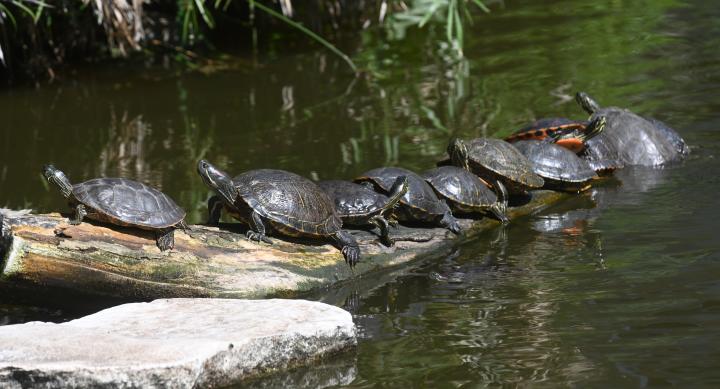Decorative Photo from Turtle Pond