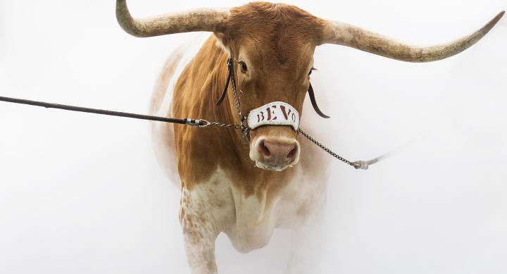 Decorative Image of Bevo